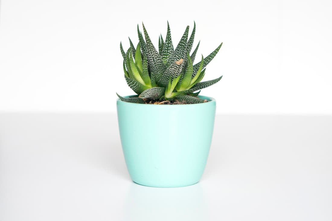 Planta de interior